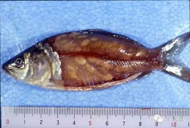 龍魚內寄生蟲有哪些常見種類？（常見的龍魚內寄生蟲種類及其特征）