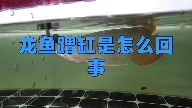 蹭缸期間金龍魚會自愈嗎？（揭秘魚類自愈能力背后的生存智慧）