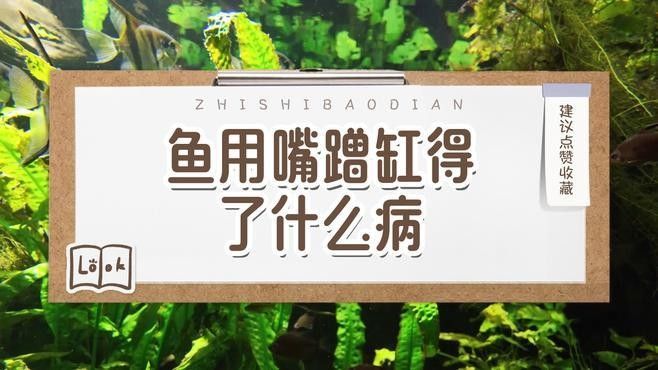 蹭缸期間金龍魚會自愈嗎？（揭秘魚類自愈能力背后的生存智慧）