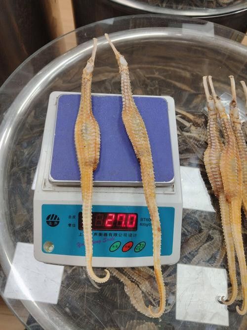 如何辨別大金萬(wàn)龍魚的真?zhèn)危ù蠼鹑f(wàn)龍魚的真?zhèn)舞b別方法）