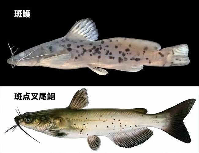 如何辨別大金萬(wàn)龍魚的真?zhèn)危ù蠼鹑f(wàn)龍魚的真?zhèn)舞b別方法）