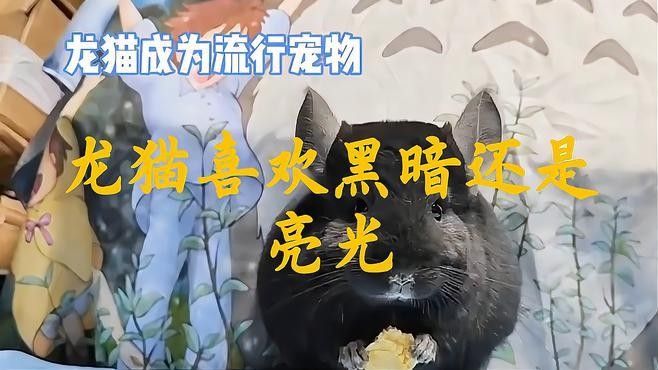 龍貓白天應該如何安排活動？（龍貓白天應該如何安排活動）