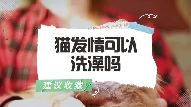 龍貓發(fā)情時(shí)可以洗澡嗎？（龍貓發(fā)情期間不建議洗澡，）