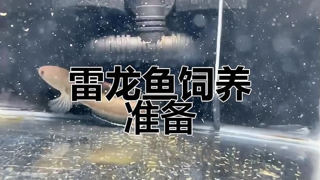 雷龍魚(yú)魚(yú)缸需要哪些設(shè)備（養(yǎng)雷龍魚(yú)必備品清單） 雷龍魚(yú)魚(yú)缸需要哪些設(shè)備（養(yǎng)雷龍魚(yú)必備品清單） 龍魚(yú)百科 第7張