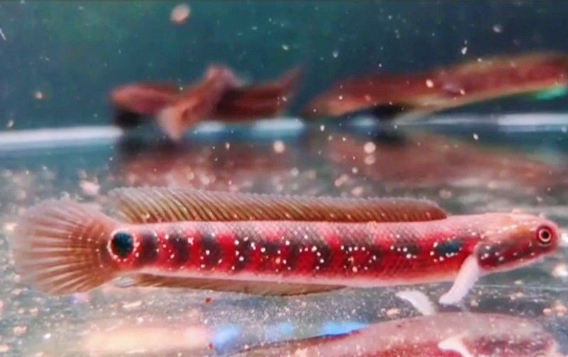 彩虹雷龍魚的市場價格是多少（彩虹雷龍魚的市場價格）