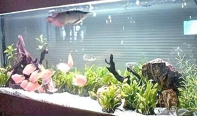 龍魚缸裝飾物多久需要更換（魚缸裝飾物的更換周期）