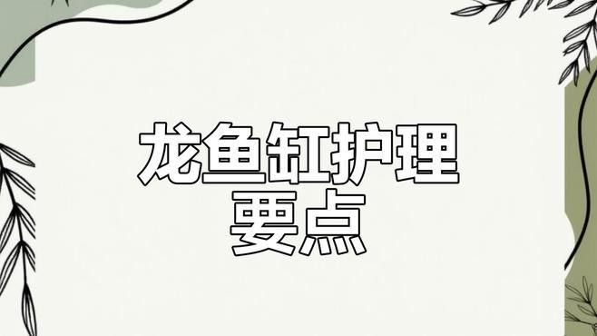 龍魚缸裝飾物多久需要更換（魚缸裝飾物的更換周期）