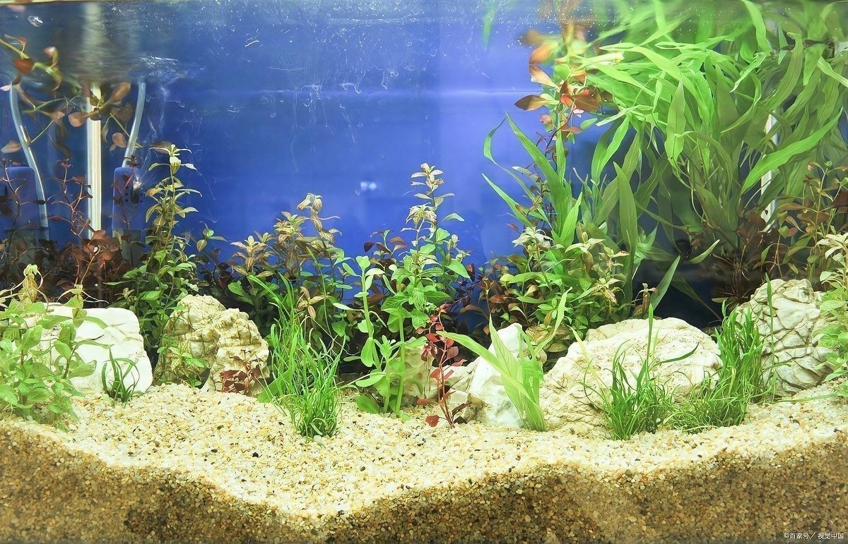 龍魚細(xì)菌感染多久能好（魚細(xì)菌感染的恢復(fù)時(shí)間取決于多種因素）