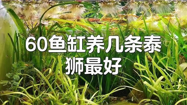 60缸適合養(yǎng)幾條魚？（60厘米魚缸適合養(yǎng)幾條魚） 60缸適合養(yǎng)幾條魚？（60厘米魚缸適合養(yǎng)幾條魚） 龍魚百科 第1張