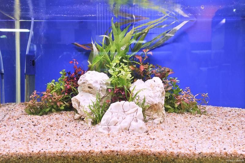 60缸適合養(yǎng)幾條魚？（60厘米魚缸適合養(yǎng)幾條魚） 60缸適合養(yǎng)幾條魚？（60厘米魚缸適合養(yǎng)幾條魚） 龍魚百科 第6張