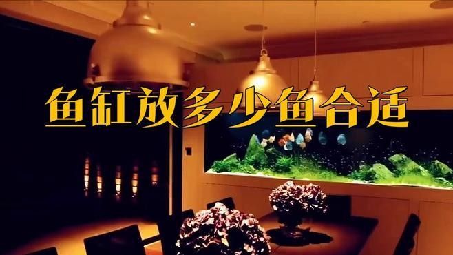60缸適合養(yǎng)幾條魚？（60厘米魚缸適合養(yǎng)幾條魚） 60缸適合養(yǎng)幾條魚？（60厘米魚缸適合養(yǎng)幾條魚） 龍魚百科 第4張