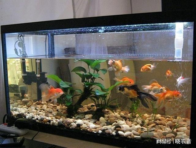 60缸適合養(yǎng)幾條魚？（60厘米魚缸適合養(yǎng)幾條魚） 60缸適合養(yǎng)幾條魚？（60厘米魚缸適合養(yǎng)幾條魚） 龍魚百科 第10張