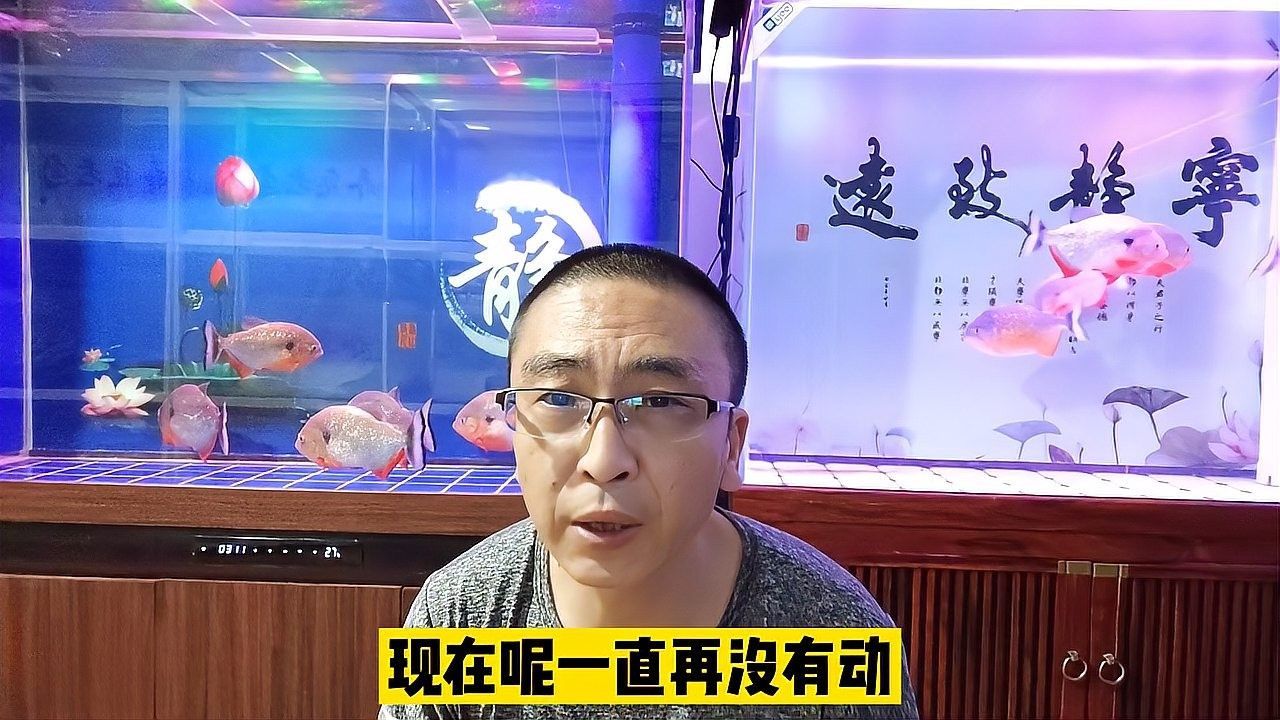 紅勾銀板魚需要多大的魚缸？，紅勾銀板魚怎么養(yǎng)？