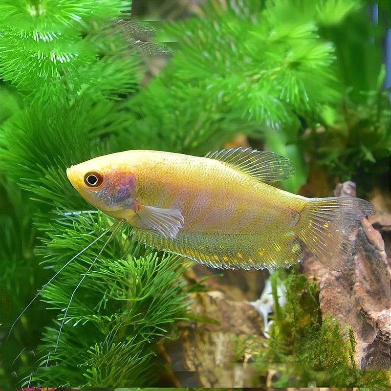 曼龍魚壽命有多長（曼龍魚壽命一般多長時間）