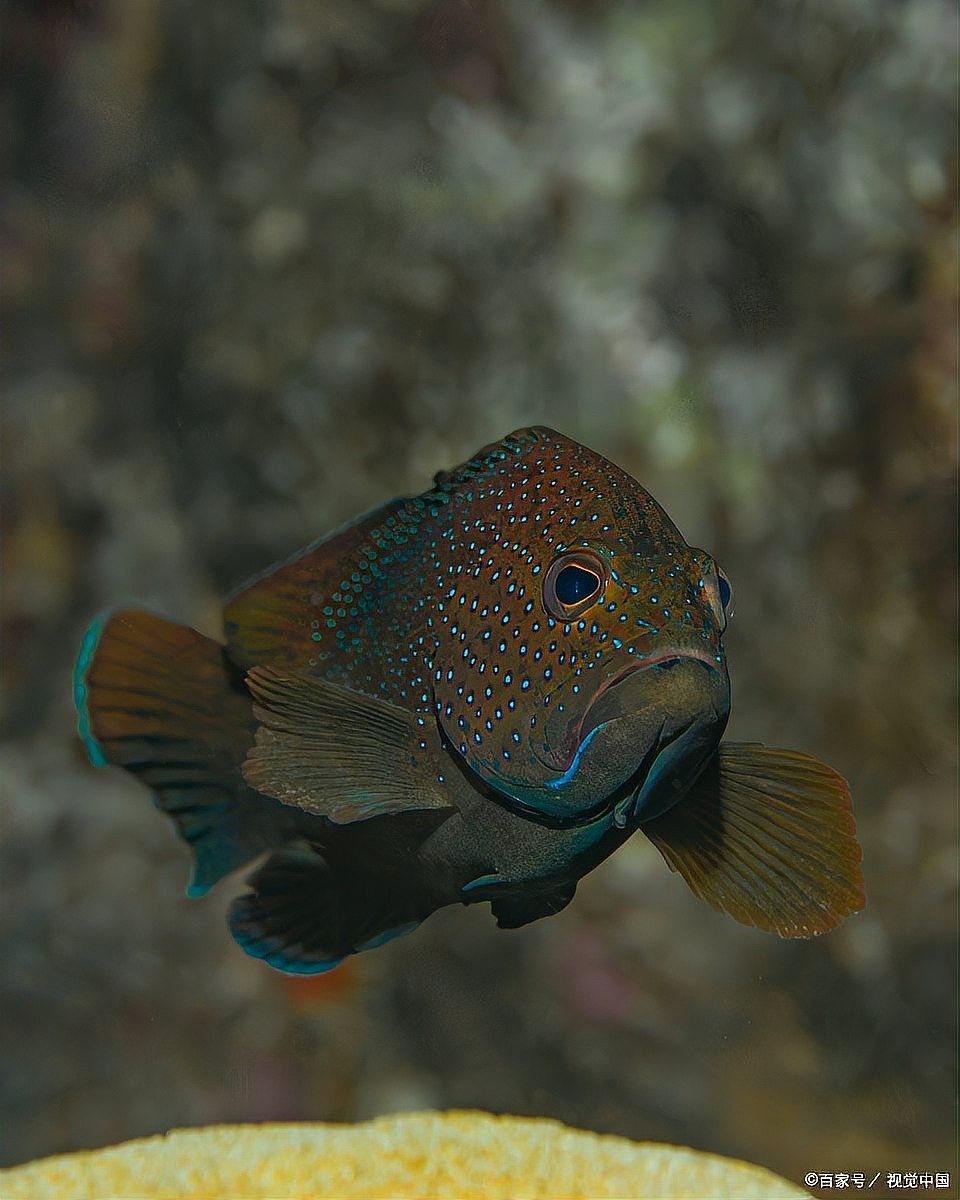 曼龍魚壽命有多長（曼龍魚壽命一般多長時間）