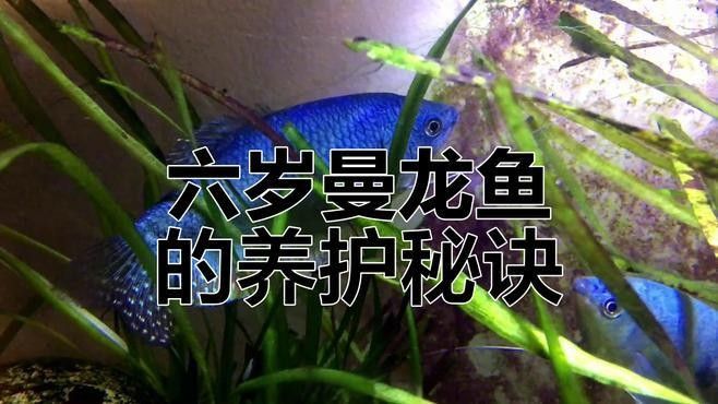 曼龍魚壽命有多長（曼龍魚壽命一般多長時間）