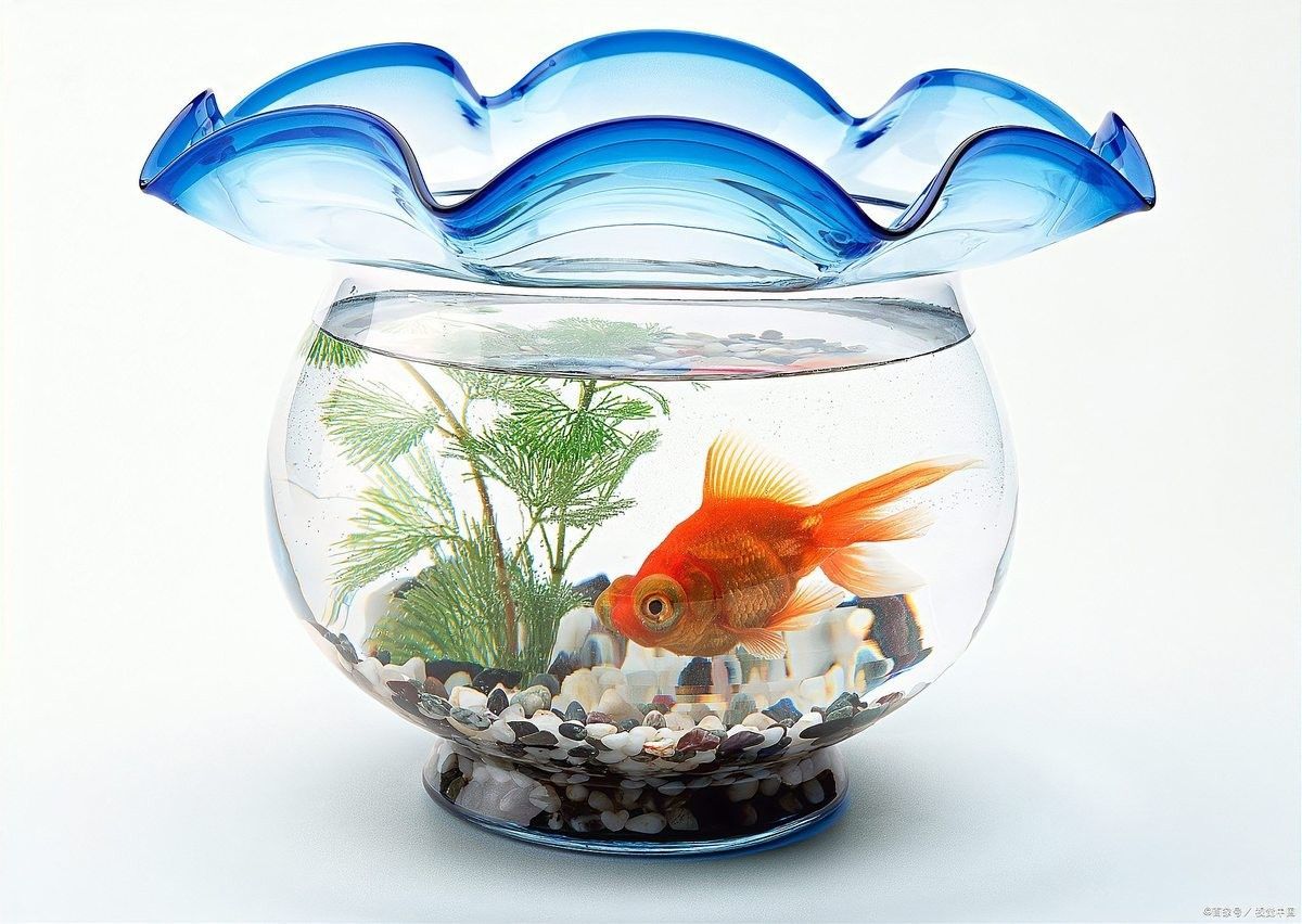混養時如何維持穩定的水質（魚缸混養打架少這些方法讓水質穩定，情緒更平和雅集知識堂）