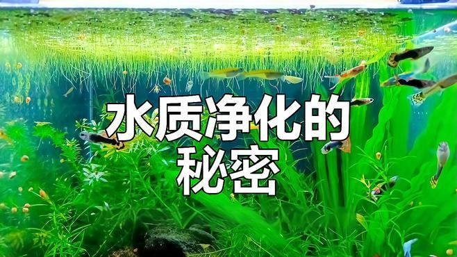 混養時如何維持穩定的水質（魚缸混養打架少這些方法讓水質穩定，情緒更平和雅集知識堂）