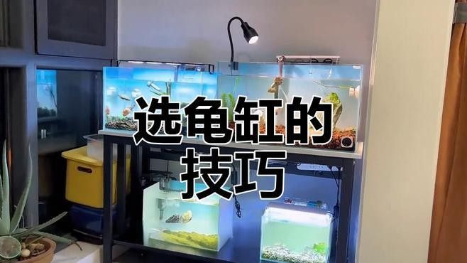 草龜和金魚混養(yǎng)需要多大的魚缸？（草龜和金魚混養(yǎng)的魚缸大小取決于多種因素）