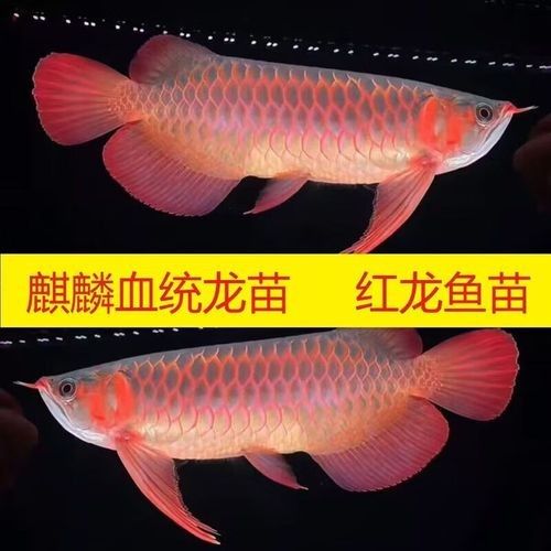 藍麒麟金龍魚價格是多少（藍麒麟金龍魚價格）