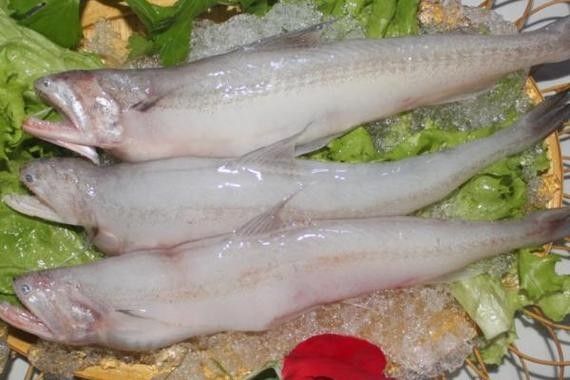 寧波龍魚批發價格如何？（寧波市龍魚批發價格如何？）
