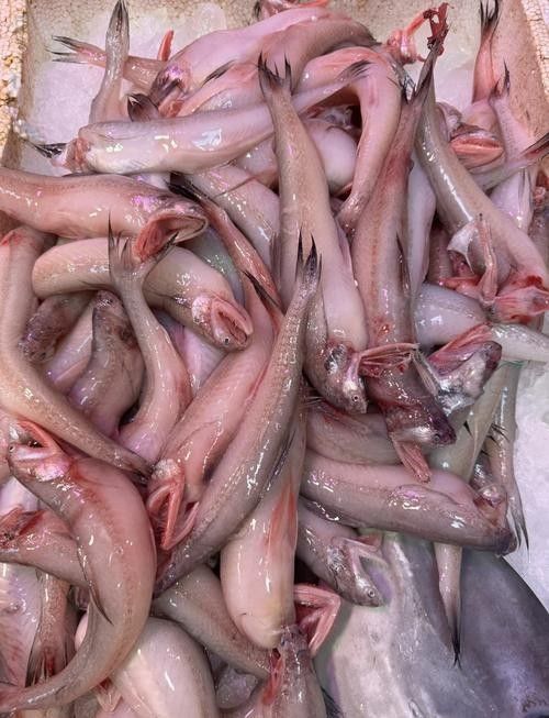寧波龍魚批發價格如何？（寧波市龍魚批發價格如何？）