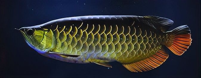 B過金龍魚有哪些品種（金龍魚品種全解析:從寶石到過背的品種及選購指南）