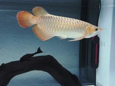 福龍魚有哪些品種？（福龍魚的種類及種類介紹）
