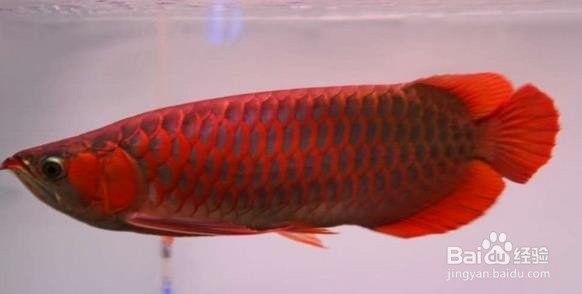 70公分紅龍魚如何飼養（紅龍魚的正確飼養方法）