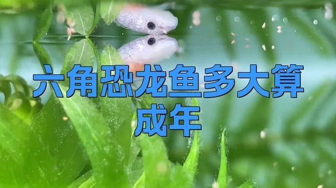 恐龍魚繁殖周期是多久（六角恐龍魚多大可以繁殖）