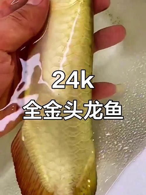 金龍魚金頭過(guò)背有哪些稀有品種？（“金頭過(guò)背”是金龍魚中最為珍貴的一種） 金龍魚金頭過(guò)背有哪些稀有品種？（“金頭過(guò)背”是金龍魚中最為珍貴的一種） 龍魚百科 第3張