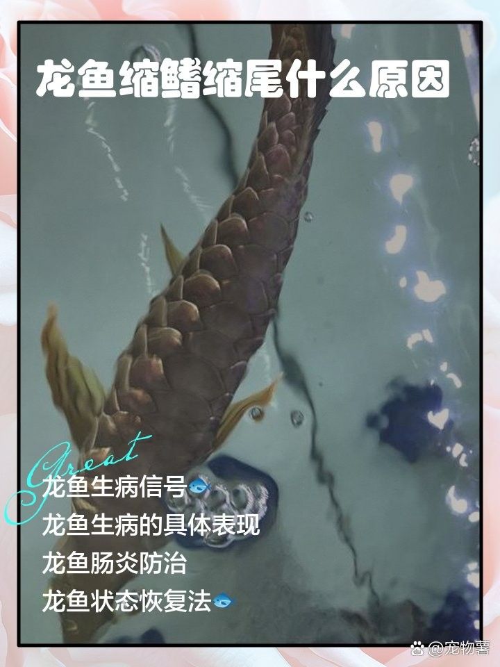 如何改善龍魚后三鰭的張力（養魚小藝30種龍魚斷尾、斷尾、斷鰭怎么辦養魚小藝）