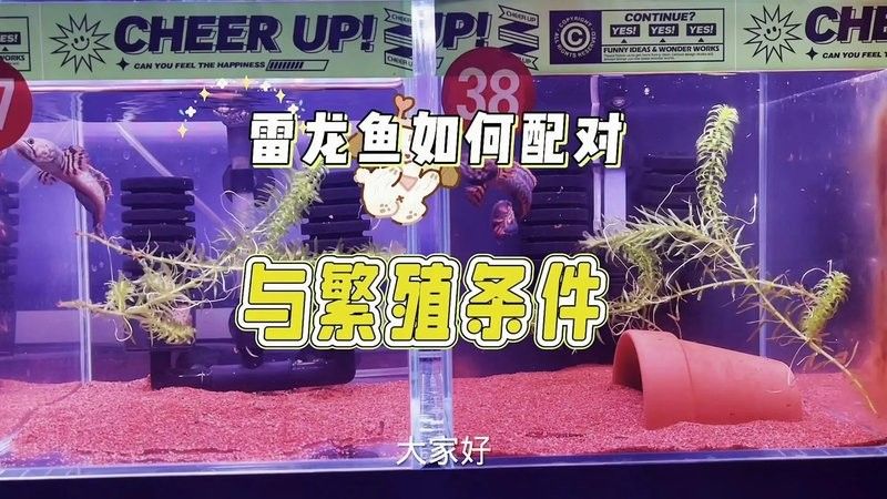 幻紅和幻藍(lán)的繁殖難度如何（幻彩紅寶石雷龍繁殖與飼養(yǎng)全攻略）