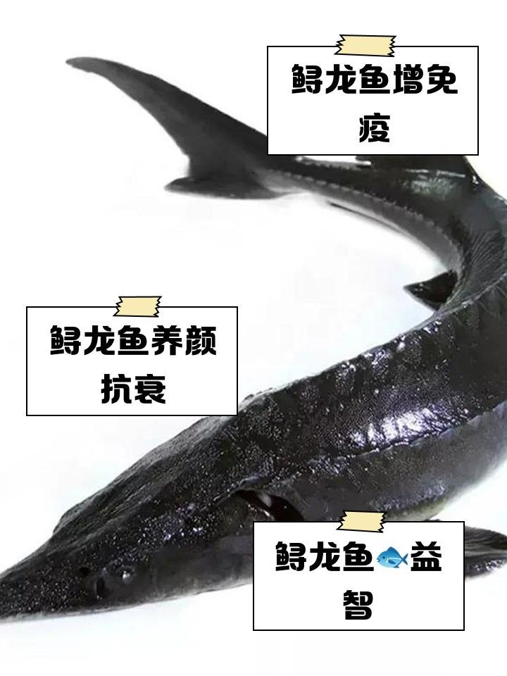 哪種龍魚營養價值最高（哪種龍魚的營養價值最高）