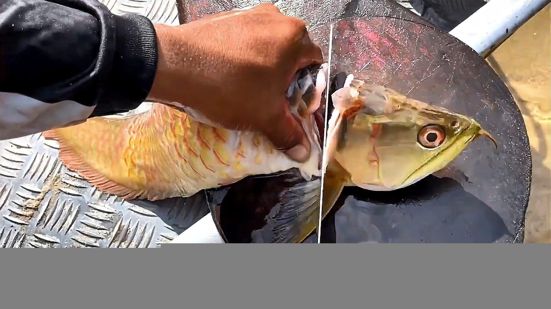 哪種龍魚營養價值最高（哪種龍魚的營養價值最高）