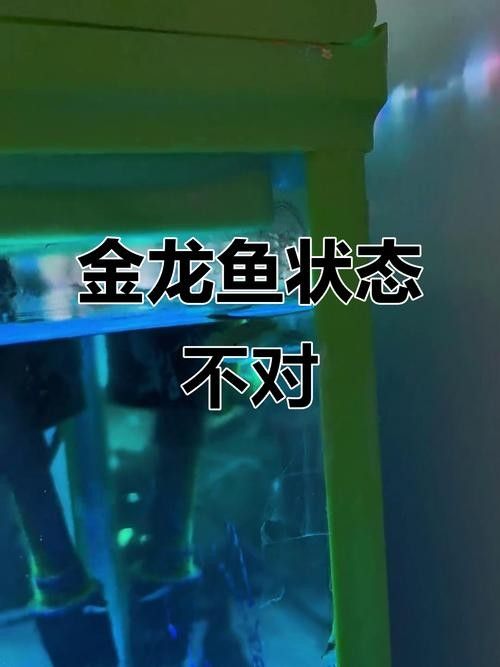 如何判斷金龍魚是否健康？（如何判斷金龍魚是否健康）