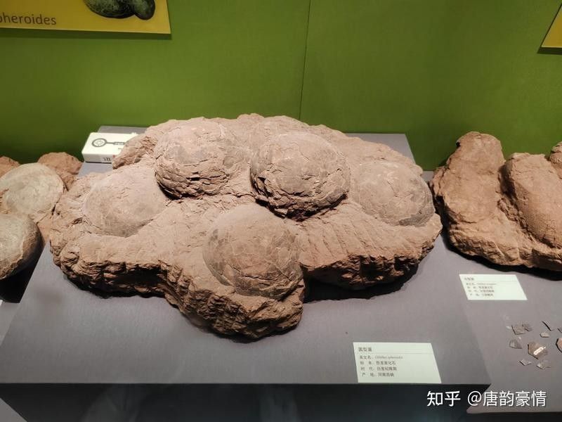 如何判斷秀尼魚龍化石的真?zhèn)危ㄏ柴R拉雅魚龍化石再現(xiàn)真容新京報(bào)時(shí)隔半個(gè)多世紀(jì)）