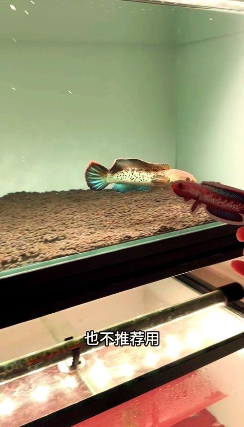 雷龍魚過濾器多久清洗一次（雷龍魚過濾器多久清洗一次雷龍魚過濾器多久清洗一次）