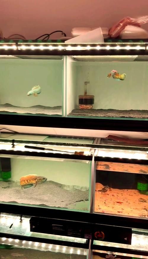 雷龍魚過濾器多久清洗一次（雷龍魚過濾器多久清洗一次雷龍魚過濾器多久清洗一次）
