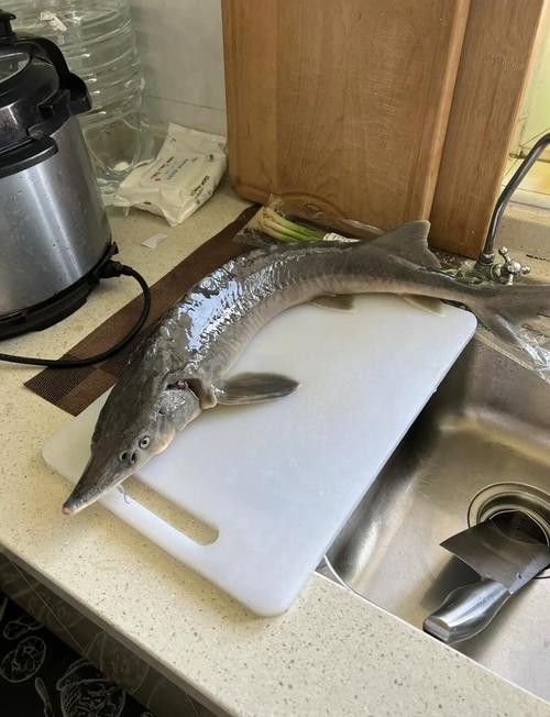 如何判斷鱘龍魚是否新鮮（怎樣判斷鱘魚是否新鮮）