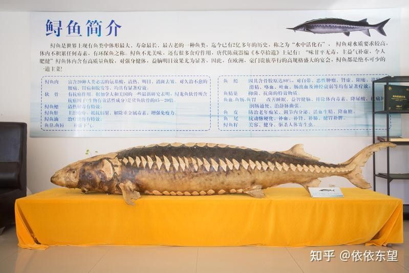 如何判斷鱘龍魚是否新鮮（怎樣判斷鱘魚是否新鮮）