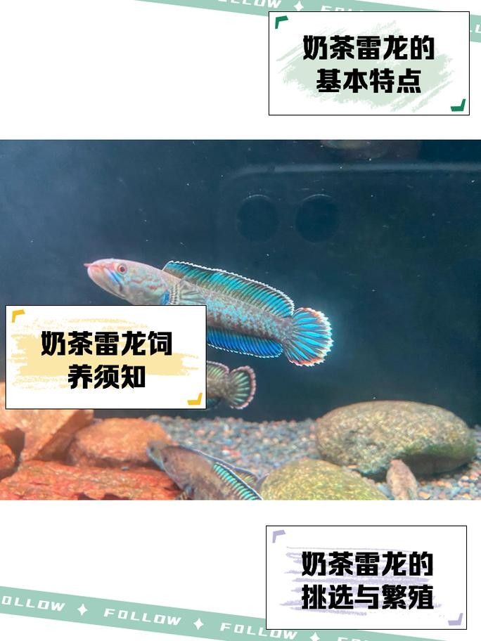 奶茶雷龍魚適合混養嗎（奶茶雷龍魚是否適合與其他觀賞魚混養） 奶茶雷龍魚適合混養嗎（奶茶雷龍魚是否適合與其他觀賞魚混養） 龍魚百科 第3張