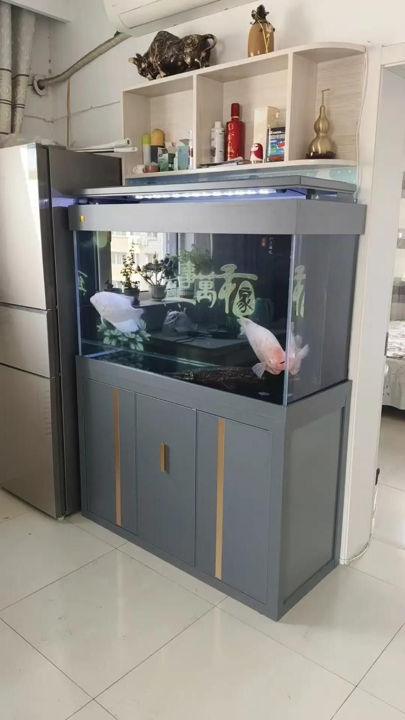 50寬魚缸可以養哪些品種的龍魚(50厘米寬的魚缸適合養什么魚)