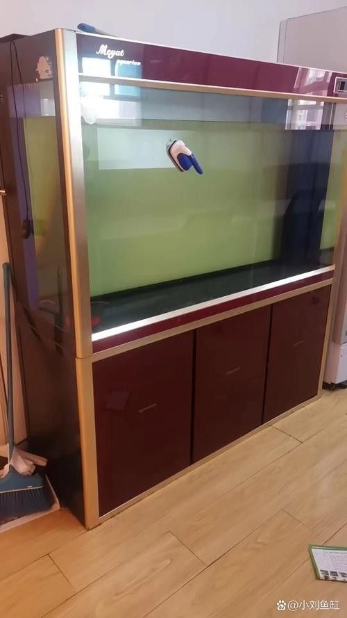 50寬魚缸可以養哪些品種的龍魚(50厘米寬的魚缸適合養什么魚)