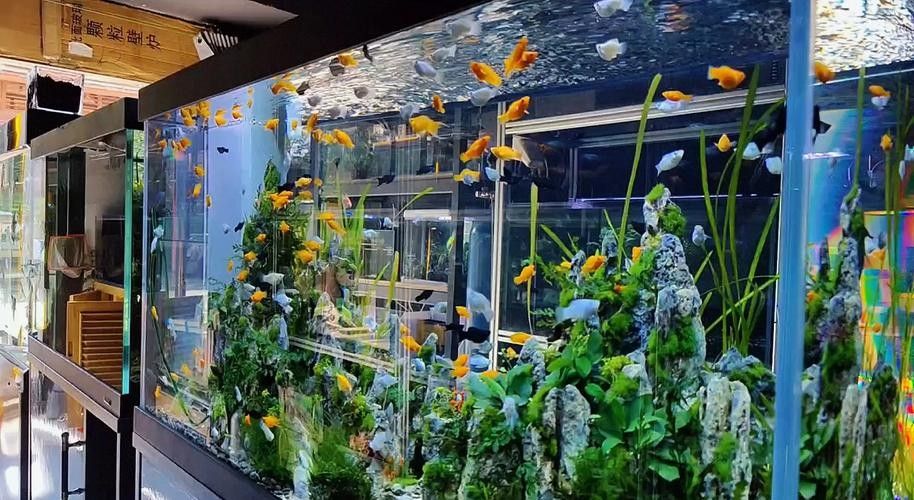 50寬魚缸可以養哪些品種的龍魚(50厘米寬的魚缸適合養什么魚)