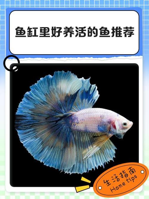 50寬魚缸可以養哪些品種的龍魚(50厘米寬的魚缸適合養什么魚)