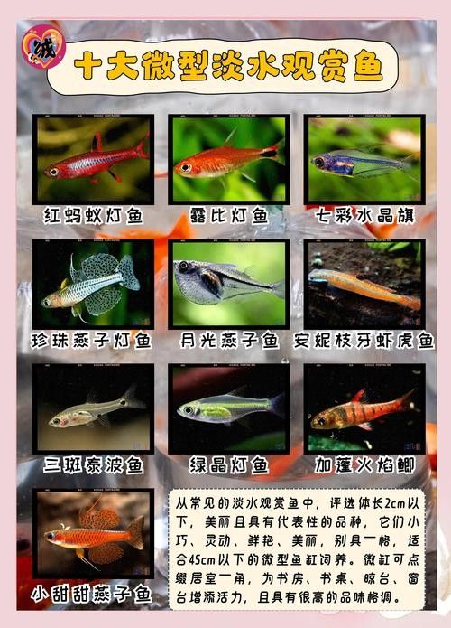 50寬魚缸可以養哪些品種的龍魚(50厘米寬的魚缸適合養什么魚)