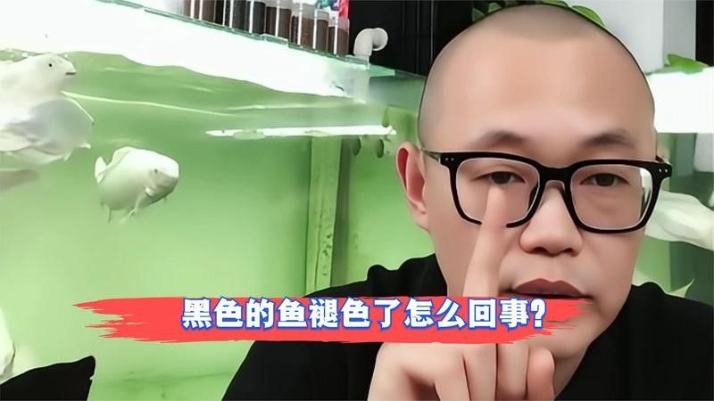 金龍魚褪色后如何恢復？（金龍魚褪色了怎么辦）