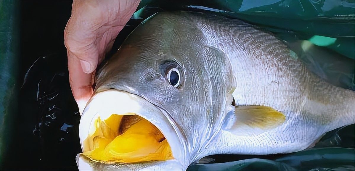 白金龍魚的市場價格大概是多少（白金龍魚多少錢余姚饞客雷達世界10大最昂貴的觀賞魚）