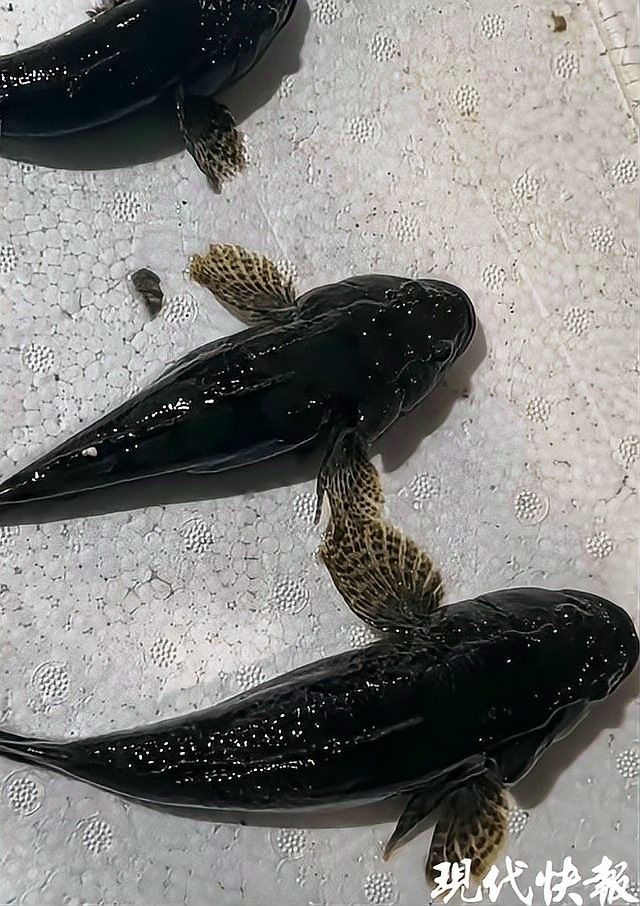 哪種月鱧的市場需求更大（印尼月鱧和七星魚/月鱧月鱧的需求表現）
